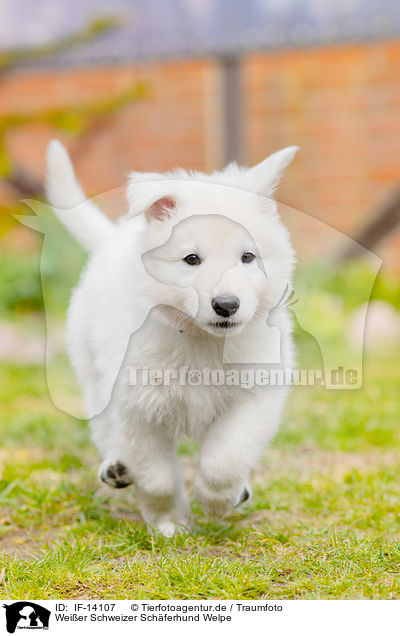 Weier Schweizer Schferhund Welpe / IF-14107