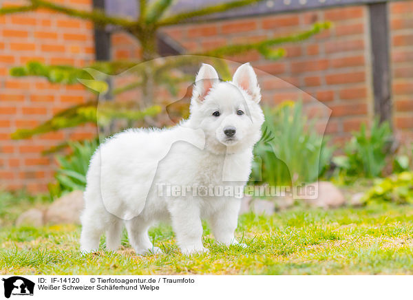 Weier Schweizer Schferhund Welpe / IF-14120