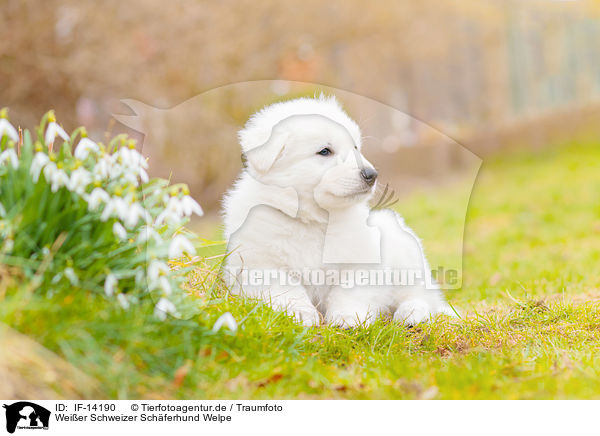 Weier Schweizer Schferhund Welpe / Berger Blanc Suisse Puppy / IF-14190