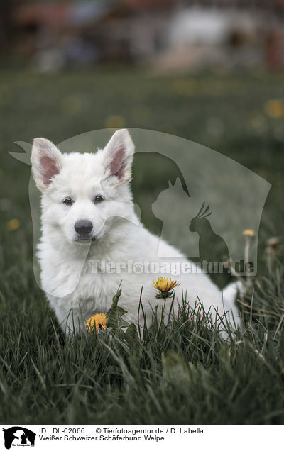 Weier Schweizer Schferhund Welpe / white shepherd puppy / DL-02066