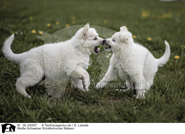 Weie Schweizer Schferhunde Welpen / White shepherd puppies / DL-02067