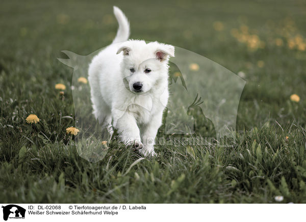 Weier Schweizer Schferhund Welpe / white shepherd puppy / DL-02068