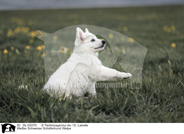 Weier Schweizer Schferhund Welpe / DL-02070
