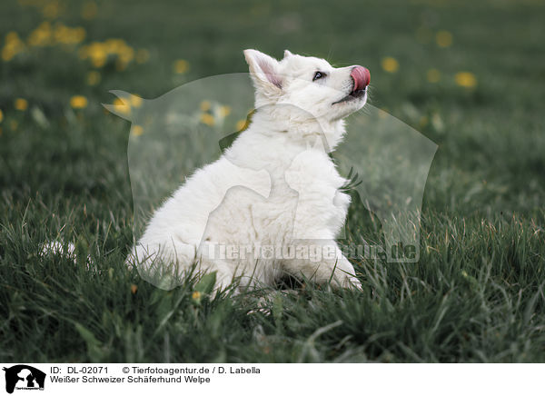 Weier Schweizer Schferhund Welpe / white shepherd puppy / DL-02071