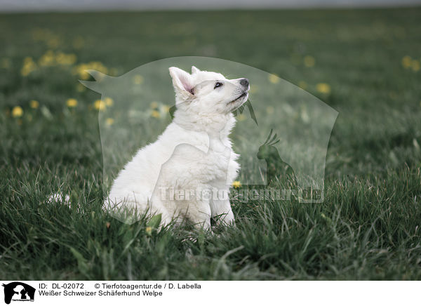 Weier Schweizer Schferhund Welpe / white shepherd puppy / DL-02072