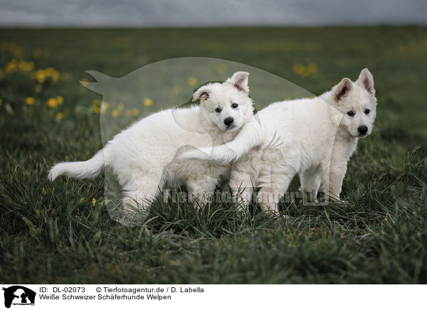 Weie Schweizer Schferhunde Welpen / White shepherd puppies / DL-02073