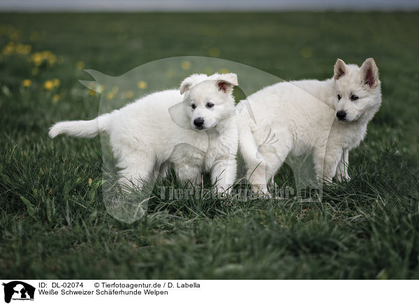 Weie Schweizer Schferhunde Welpen / White shepherd puppies / DL-02074