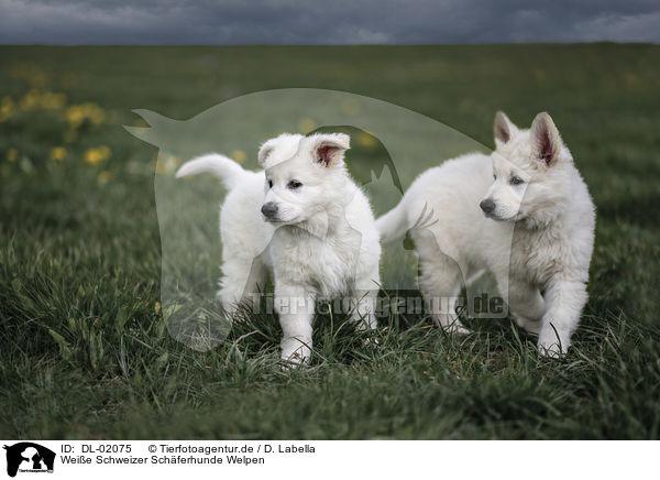 Weie Schweizer Schferhunde Welpen / White shepherd puppies / DL-02075