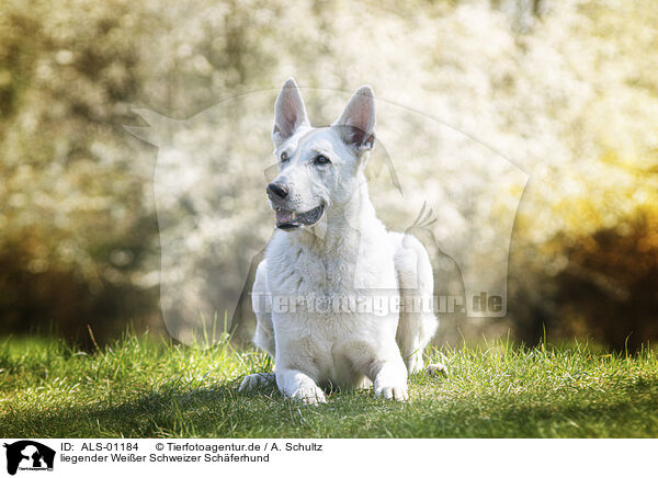 liegender Weier Schweizer Schferhund / ALS-01184