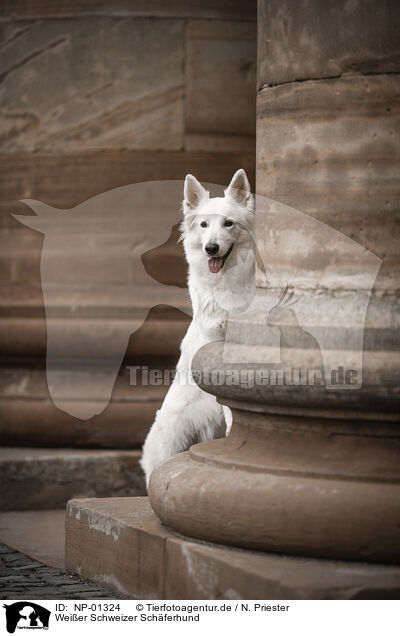 Weier Schweizer Schferhund / NP-01324
