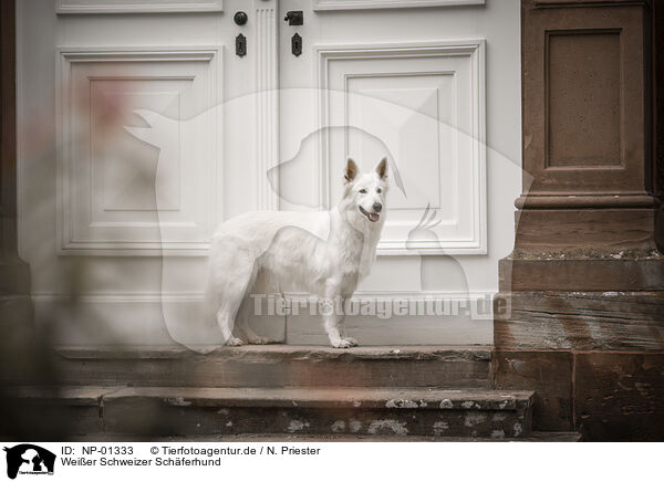 Weier Schweizer Schferhund / Berger Blanc Suisse / NP-01333