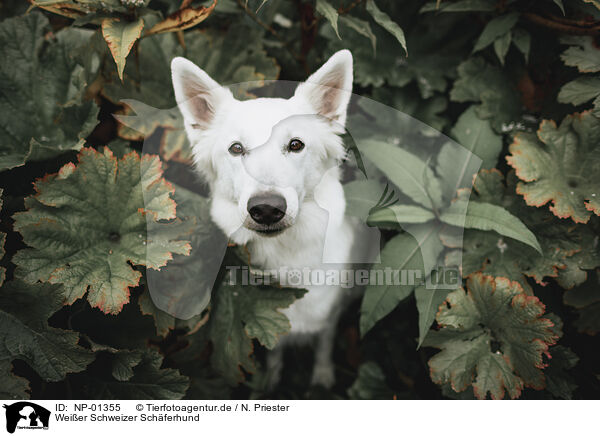 Weier Schweizer Schferhund / NP-01355