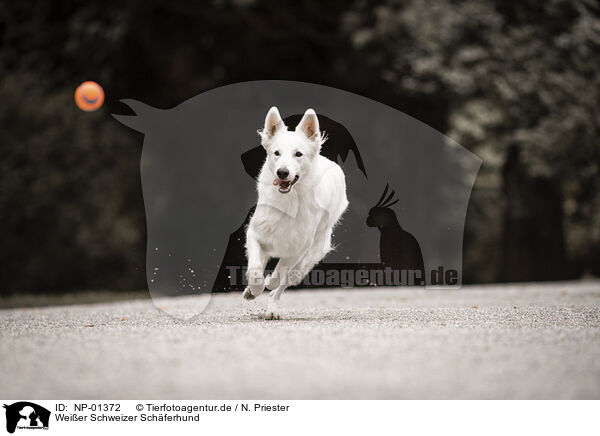 Weier Schweizer Schferhund / NP-01372