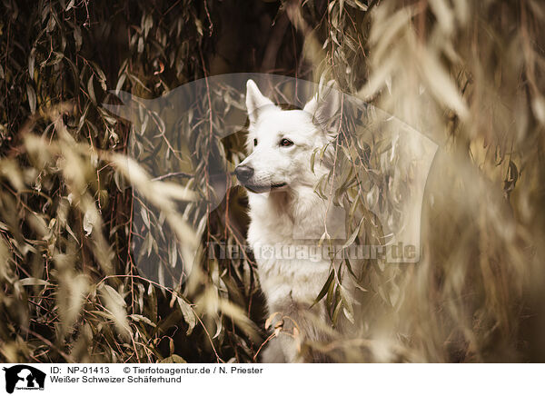 Weier Schweizer Schferhund / NP-01413