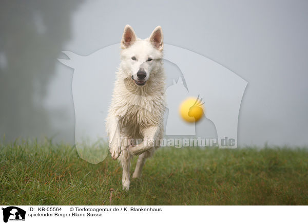 spielender Berger Blanc Suisse / KB-05564