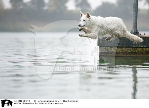 Weier Schweizer Schferhund am Wasser / Berger Blanc Suisse at the lake / KB-06043