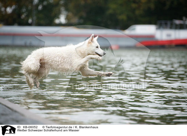 Weier Schweizer Schferhund am Wasser / KB-06052