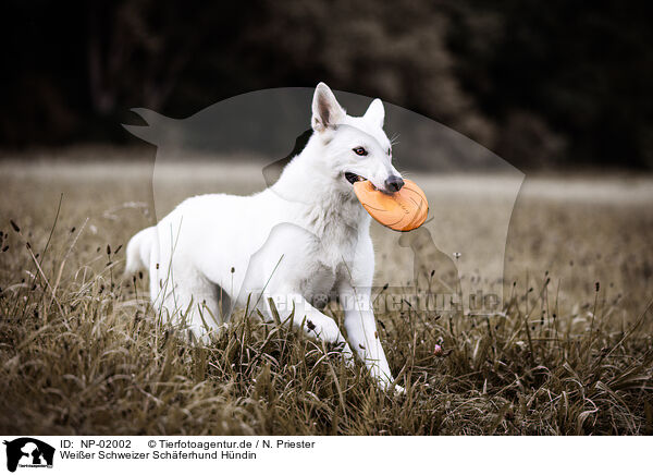 Weier Schweizer Schferhund Hndin / NP-02002