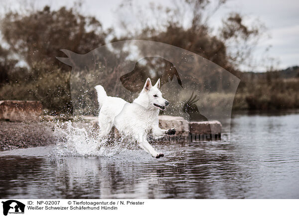 Weier Schweizer Schferhund Hndin / female Berger Blanc Suisse / NP-02007