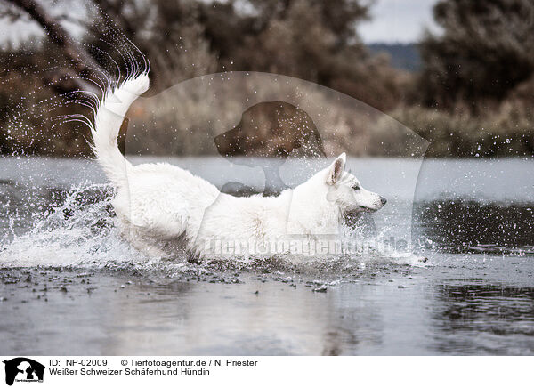 Weier Schweizer Schferhund Hndin / NP-02009