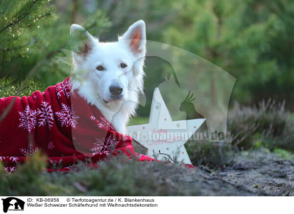 Weier Schweizer Schferhund mit Weihnachtsdekoration / KB-06958