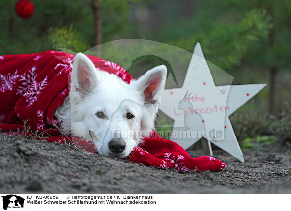 Weier Schweizer Schferhund mit Weihnachtsdekoration / KB-06959