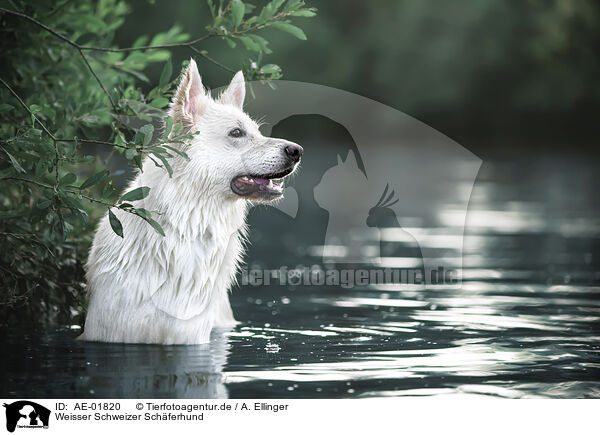 Weisser Schweizer Schferhund / Berger Blanc Suisse / AE-01820
