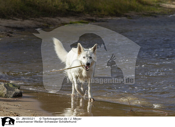 erwachsener Weier Schweizer Schferhund / adult Berger Blanc Suisse / JM-09321