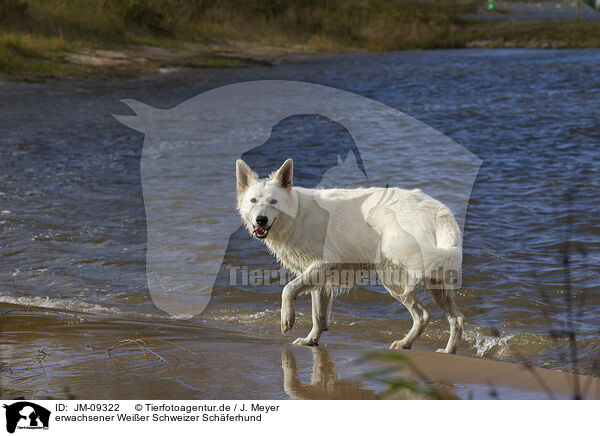 erwachsener Weier Schweizer Schferhund / JM-09322