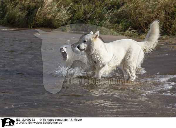 2 Weie Schweizer Schferhunde / 2 Berger Blanc Suisse / JM-09332