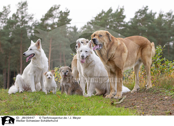 Weier Schweizer Schferhund / Berger Blanc Suisse / JM-09447