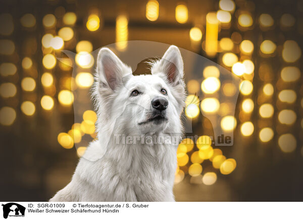 Weier Schweizer Schferhund Hndin / female Berger Blanc Suisse / SGR-01009