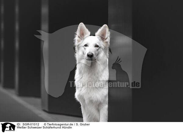 Weier Schweizer Schferhund Hndin / female Berger Blanc Suisse / SGR-01012