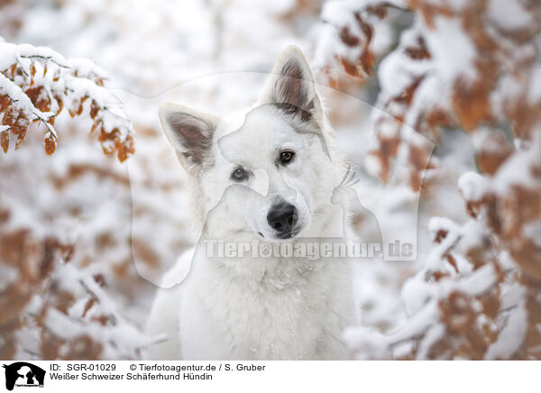 Weier Schweizer Schferhund Hndin / SGR-01029
