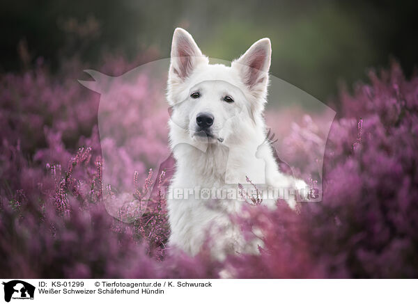 Weier Schweizer Schferhund Hndin / female Berger Blanc Suisse / KS-01299