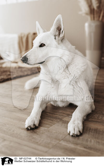 Weier Schweizer Schferhund in der Wohnung / Berger Blanc Suisse in the flat / NP-02744