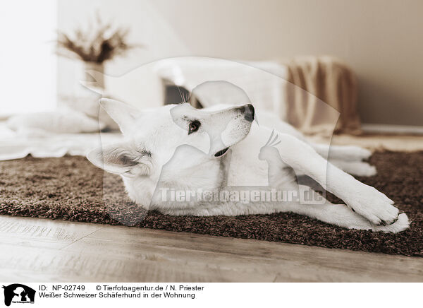 Weier Schweizer Schferhund in der Wohnung / Berger Blanc Suisse in the flat / NP-02749