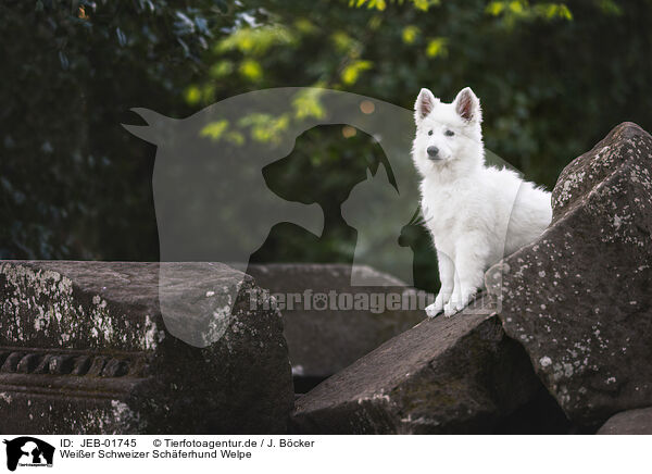 Weier Schweizer Schferhund Welpe / JEB-01745
