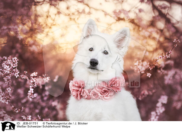 Weier Schweizer Schferhund Welpe / Berger Blanc Suisse Puppy / JEB-01751