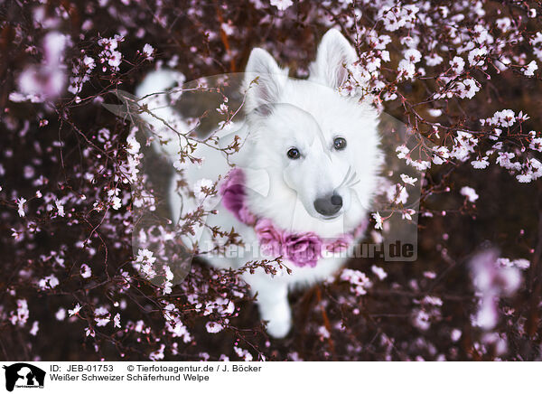 Weier Schweizer Schferhund Welpe / Berger Blanc Suisse Puppy / JEB-01753