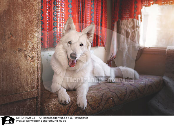Weier Schweizer Schferhund Rde / DH-02523