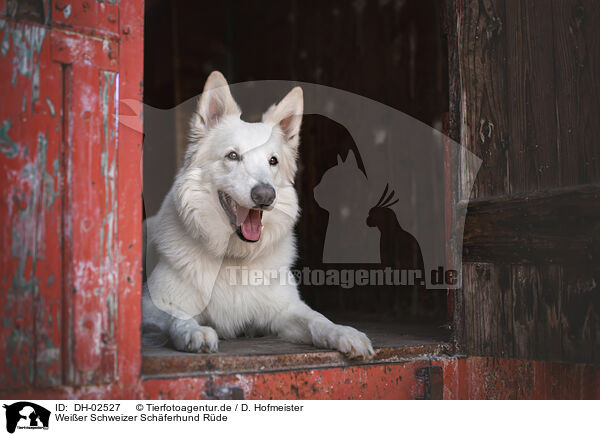 Weier Schweizer Schferhund Rde / male Berger Blanc Suisse / DH-02527