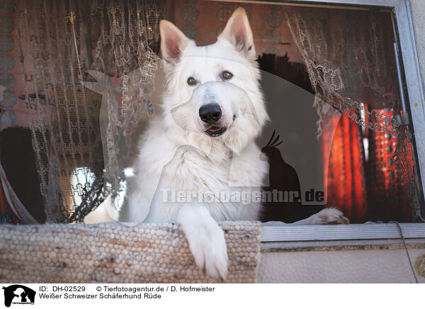 Weier Schweizer Schferhund Rde / DH-02529