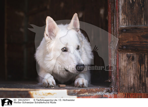 Weier Schweizer Schferhund Rde / male Berger Blanc Suisse / DH-02531