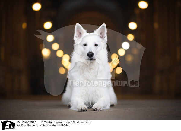 Weier Schweizer Schferhund Rde / male Berger Blanc Suisse / DH-02536