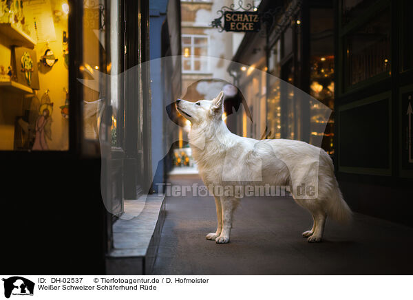Weier Schweizer Schferhund Rde / male Berger Blanc Suisse / DH-02537