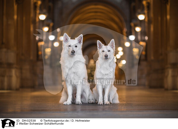 2 Weier Schweizer Schferhunde / DH-02538