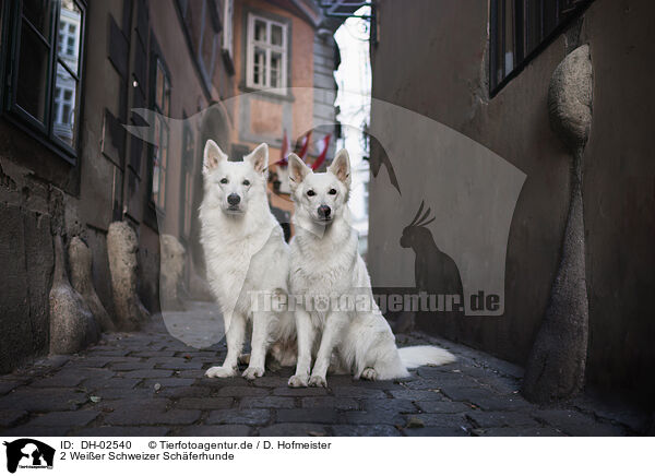 2 Weier Schweizer Schferhunde / 2 Berger Blanc Suisse / DH-02540