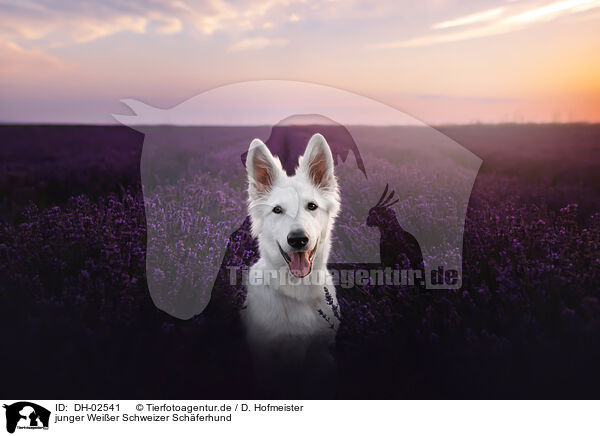 junger Weier Schweizer Schferhund / DH-02541