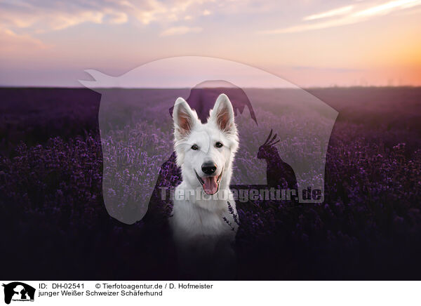 junger Weier Schweizer Schferhund / young Berger Blanc Suisse / DH-02541